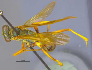 Media type: image;   Entomology 26620 Aspect: habitus dorsal view